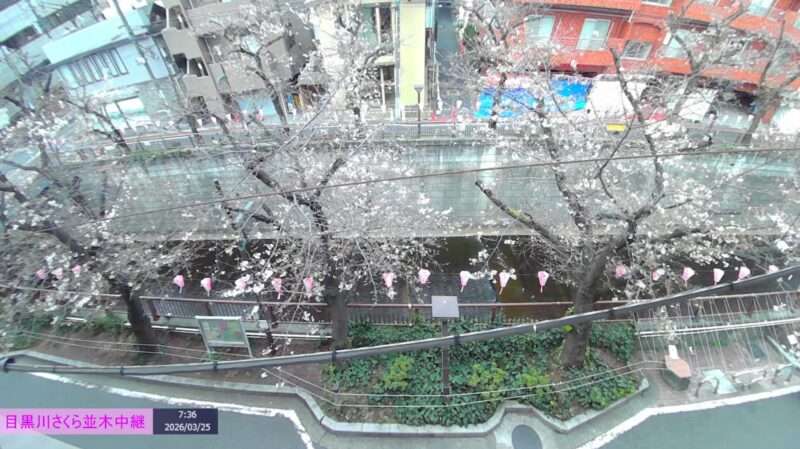 目黒川桜並木ライブカメラ(東京都目黒区青葉台) 2026年3月25日 桜開花状況