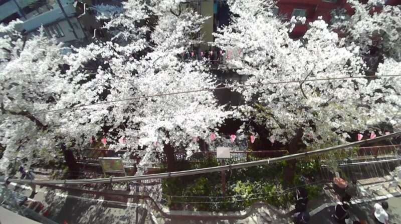 目黒川桜並木ライブカメラ(東京都目黒区青葉台) 2026年4月3日 満開の桜