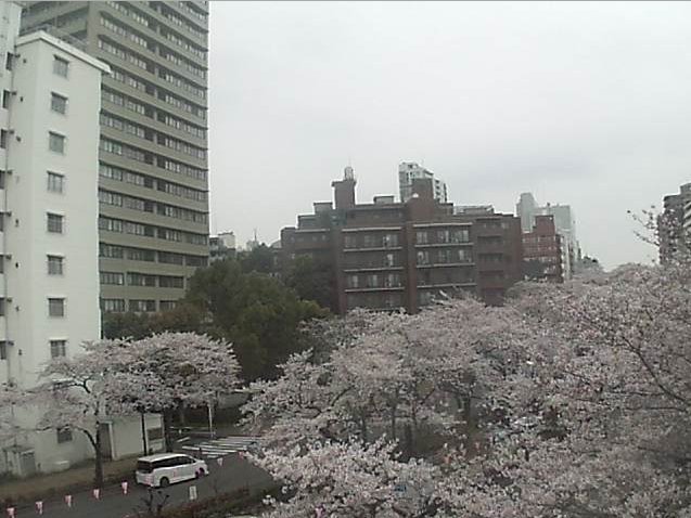 播磨坂清掃事業所屋上から播磨坂さくら並木・文京さくらまつり