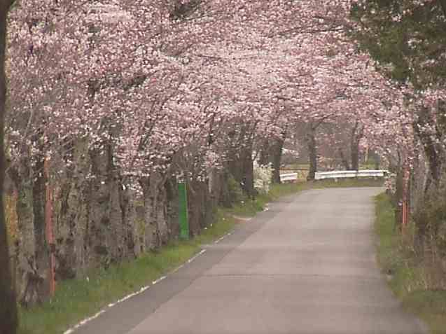 太平山遊覧道路桜のトンネル