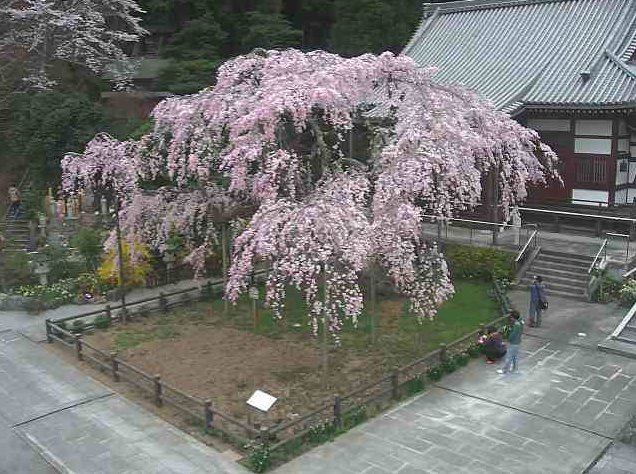太山寺しだれ桜