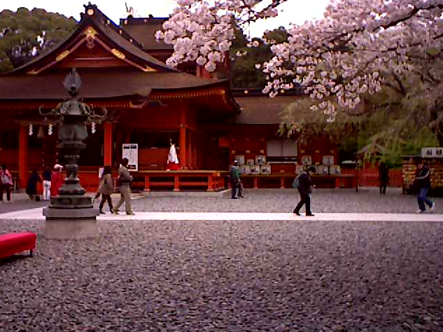 富士山本宮浅間大社の桜