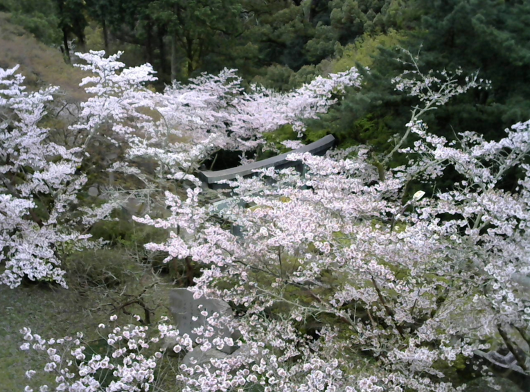 金刀比羅宮桜馬場