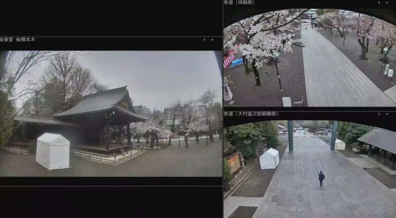 靖国神社ライブカメラ(東京都千代田区九段北) 2026年3月28日 桜開花状況