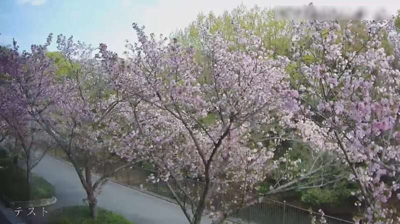 大本山中山寺八重桜ライブカメラ(兵庫県宝塚市中山寺)