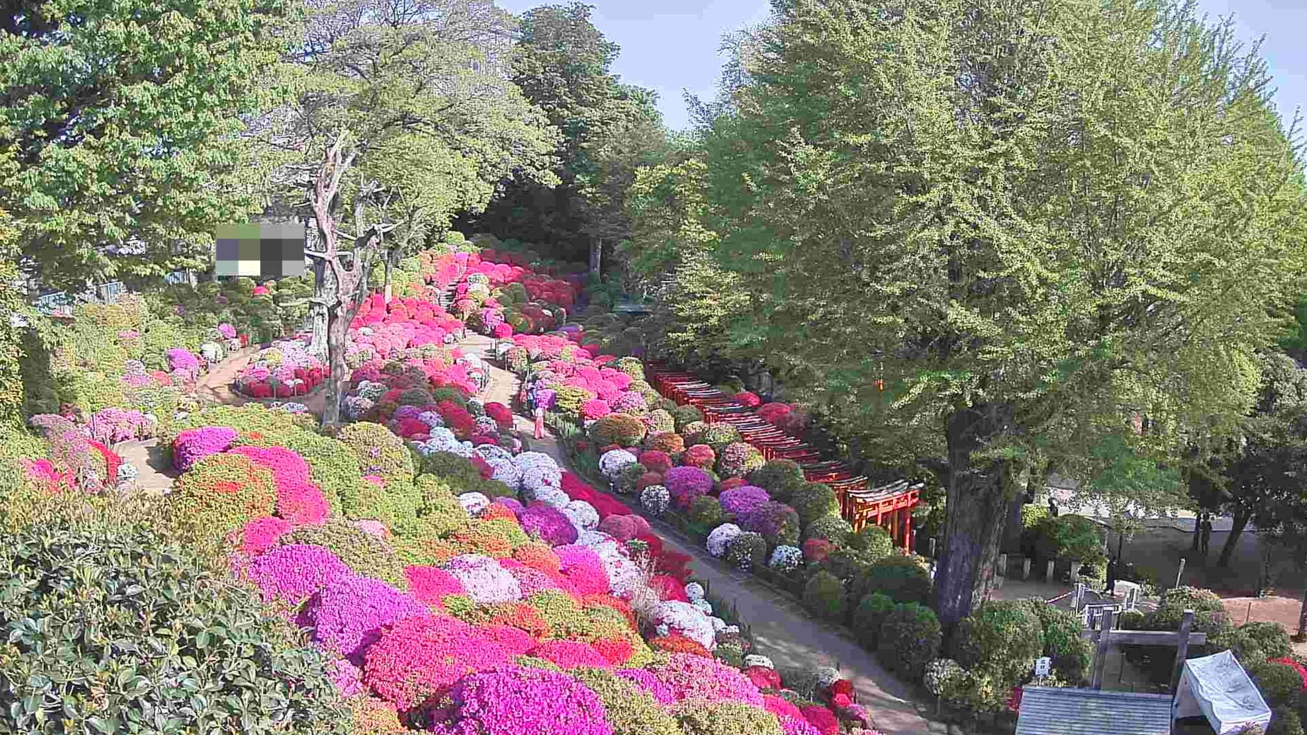 根津神社つつじ苑ライブカメラ(東京都文京区根津)