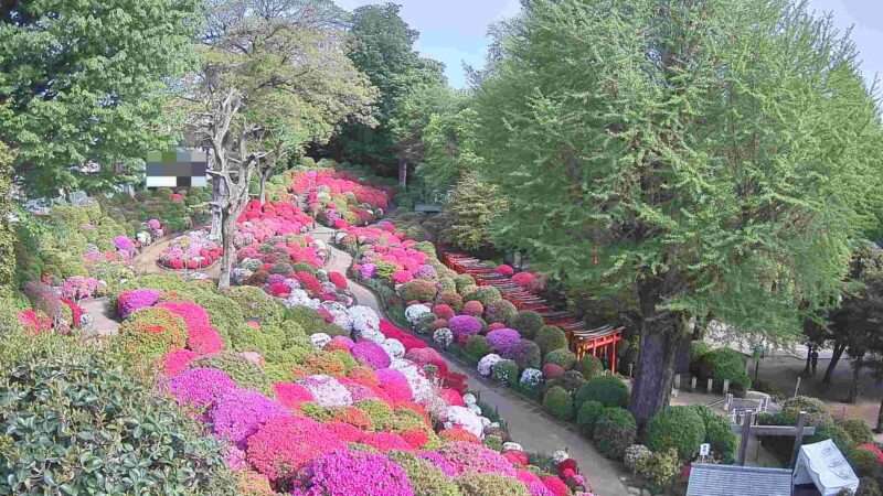 根津神社つつじ苑ライブカメラ(東京都文京区根津) 2026年4月13日 ツツジ
