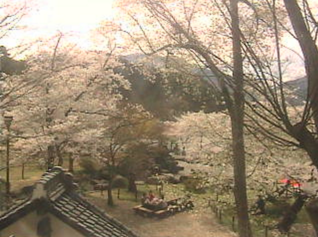 臥竜公園桜並木