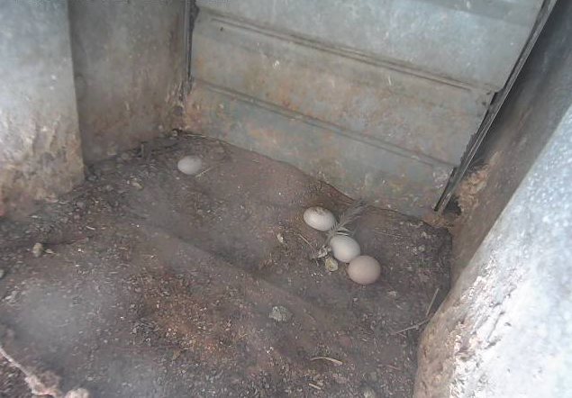 十三崖のチョウゲンボウ繁殖地からチョウゲンボウの巣