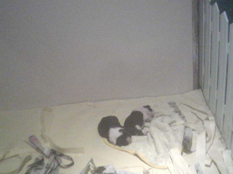 世界の名犬牧場から子育てルームが見えるライブカメラ。