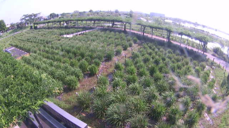 水郷佐原あやめパーク第1ライブカメラ(千葉県香取市扇島)