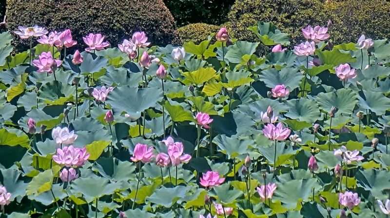 信濃国分寺蓮田ライブカメラ(長野県上田市国分)