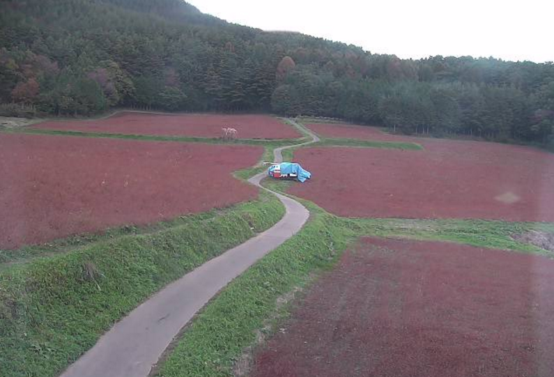 赤そばの里ライブカメラ(長野県箕輪町中箕輪)
