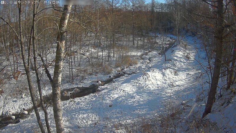 鶴居伊藤タンチョウサンクチュアリ自然採食地ライブカメラ(北海道鶴居村中雪裡南)