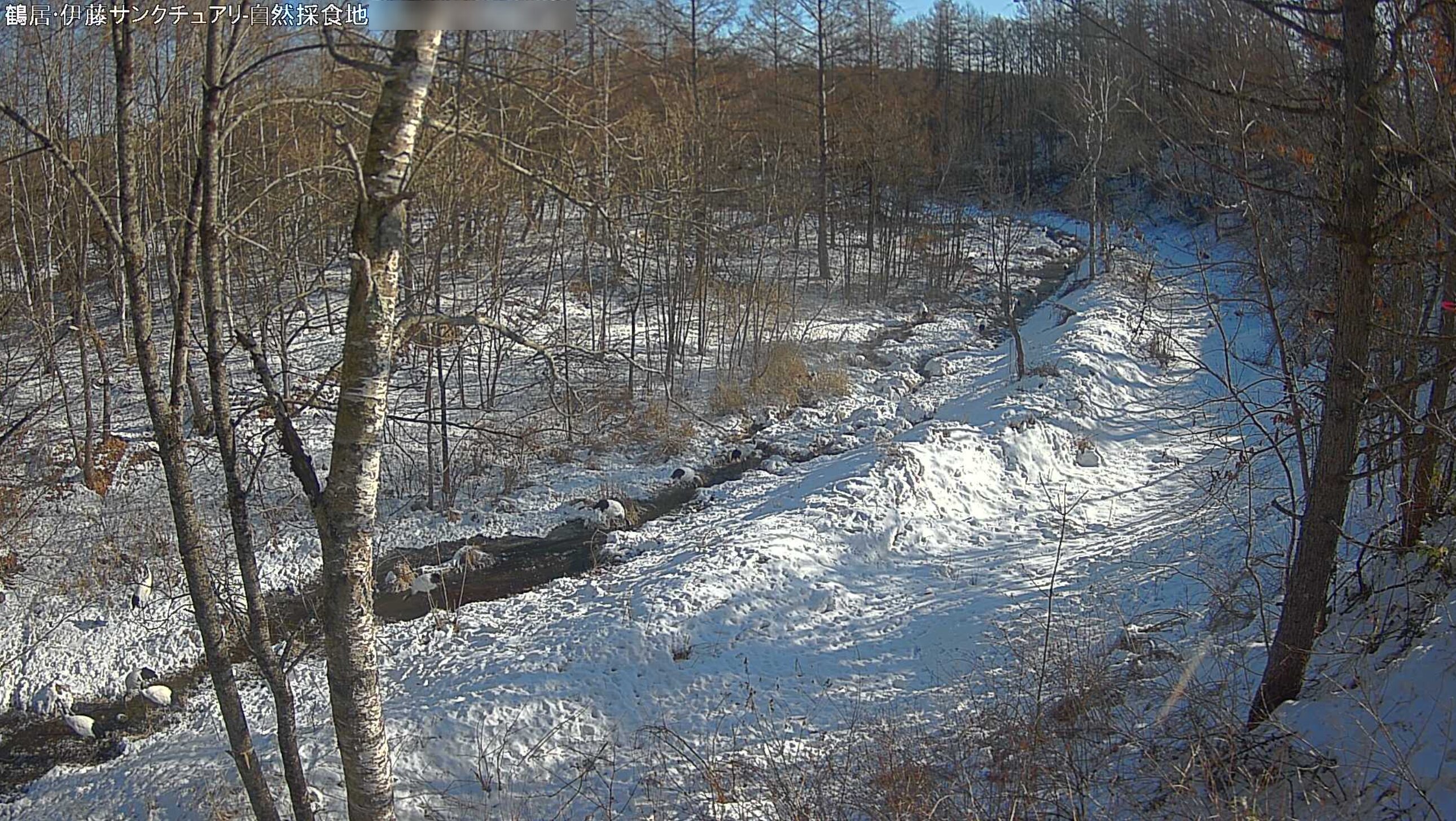 鶴居伊藤タンチョウサンクチュアリ自然採食地ライブカメラ(北海道鶴居村中雪裡南)