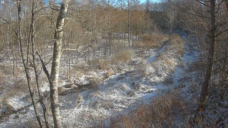 鶴居伊藤タンチョウサンクチュアリ自然採食地ライブカメラ(北海道鶴居村中雪裡南)