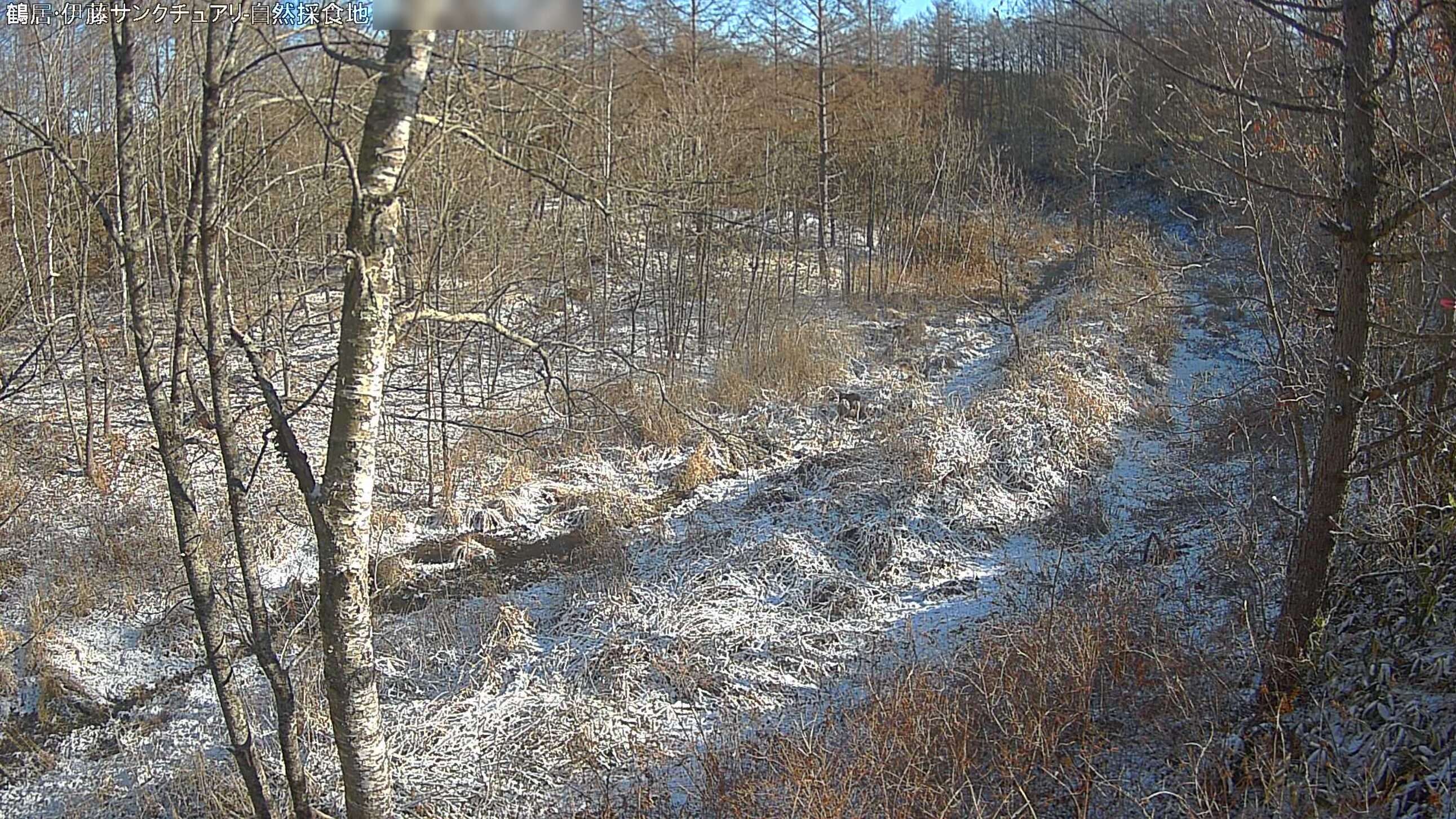 鶴居伊藤タンチョウサンクチュアリ自然採食地ライブカメラ(北海道鶴居村中雪裡南)