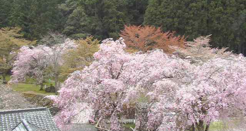 あきつの小野公園桜ライブカメラ(奈良県川上村西河)