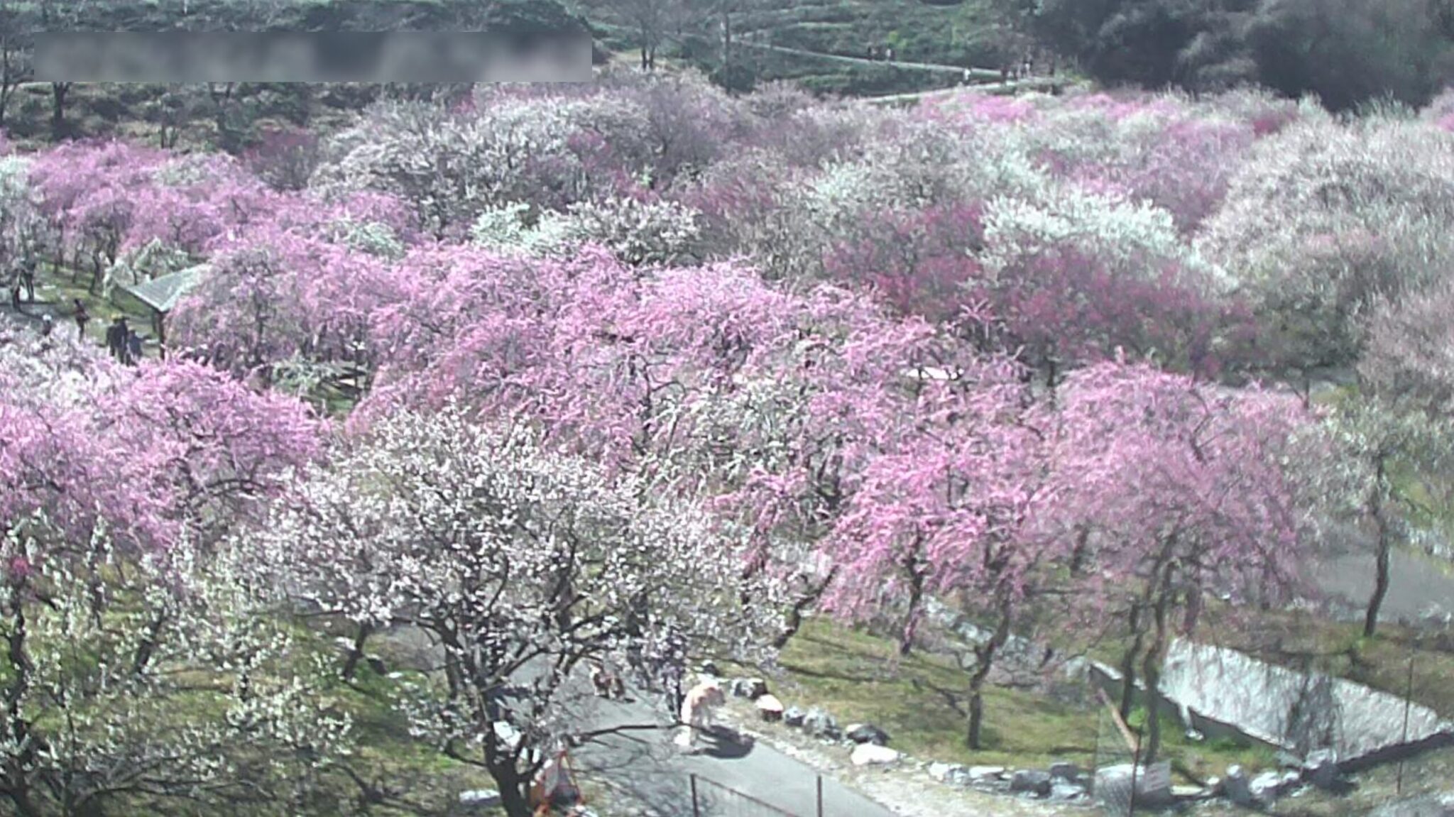 栃木県道17号那須高原線大丸ライブカメラ(栃木県那須町湯本) ライブカメラDB