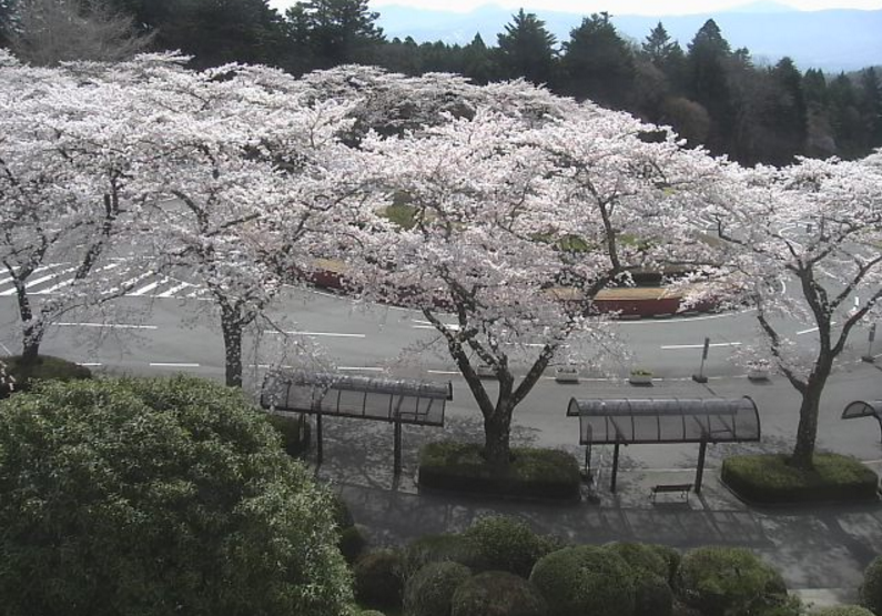 富士霊園第1ロータリー桜ライブカメラ(静岡県小山町大御神)