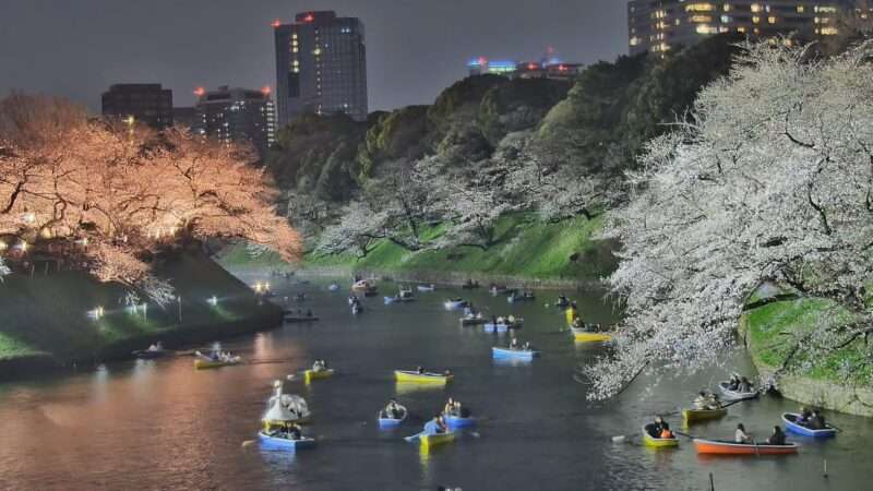 千鳥ヶ淵緑道桜ライブカメラ(東京都千代田区九段南) 2026年3月29日 貸しボートと夜桜