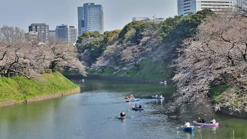 千鳥ヶ淵緑道桜ライブカメラ(東京都千代田区九段南) 2026年3月29日 桜開花状況