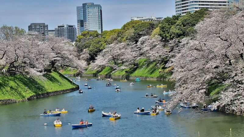 千鳥ヶ淵緑道桜ライブカメラ(東京都千代田区九段南) 2026年4月3日 満開の千鳥ヶ淵緑道の桜