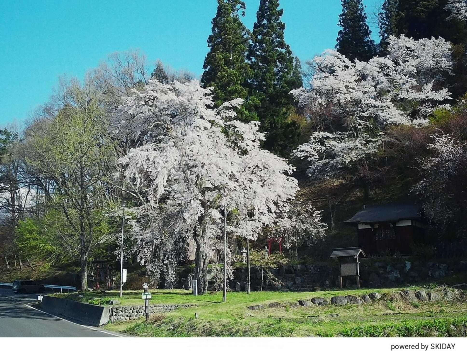 伝行山徹然桜ライブカメラ(長野県白馬村北城)
