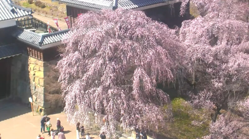 UCV上田城跡公園櫓門前千本桜第2ライブカメラ(長野県上田市二の丸)