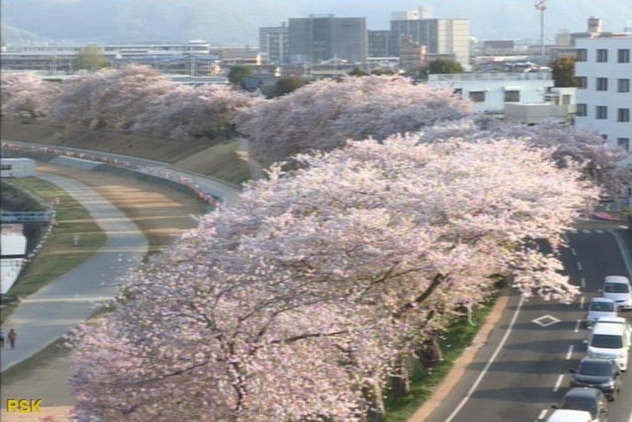 RSK岡山県庁分庁舎旭川河川敷桜ライブカメラ(岡山県岡山市中区)