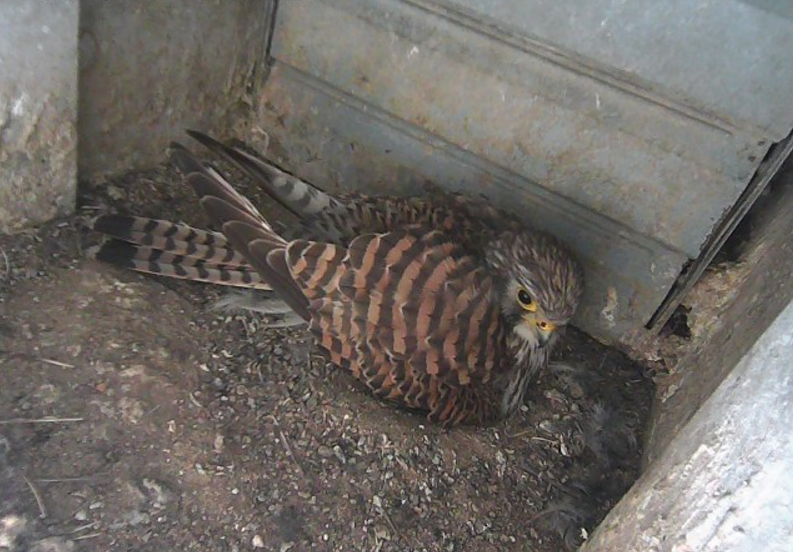 中野市役所チョウゲンボウライブカメラ(長野県中野市三好町)