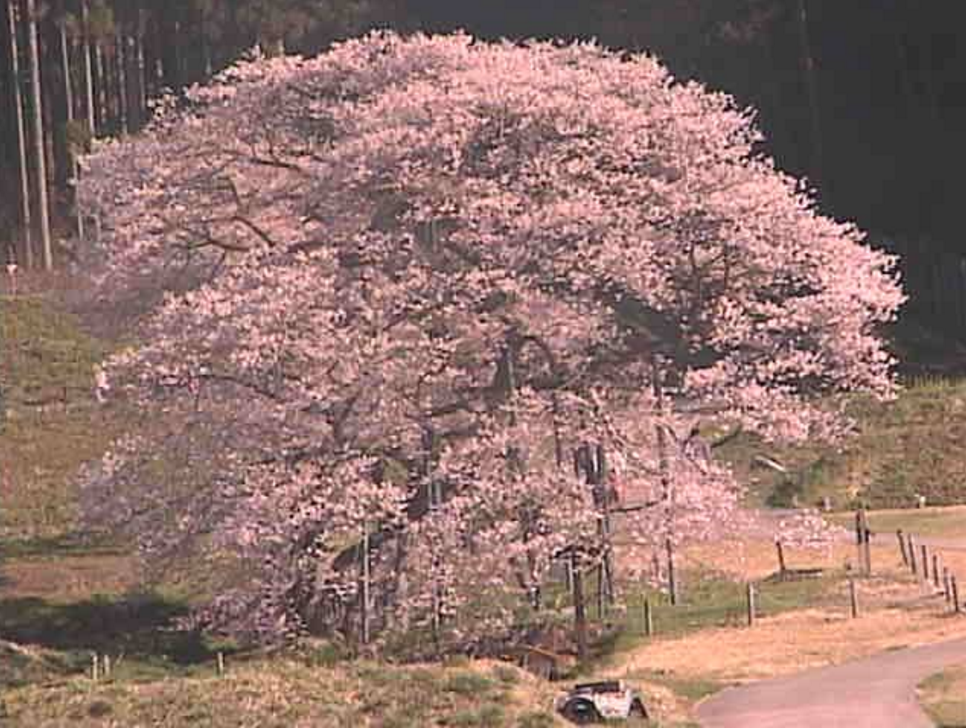 黒部のエドヒガン桜ライブカメラ(長野県高山村黒部)