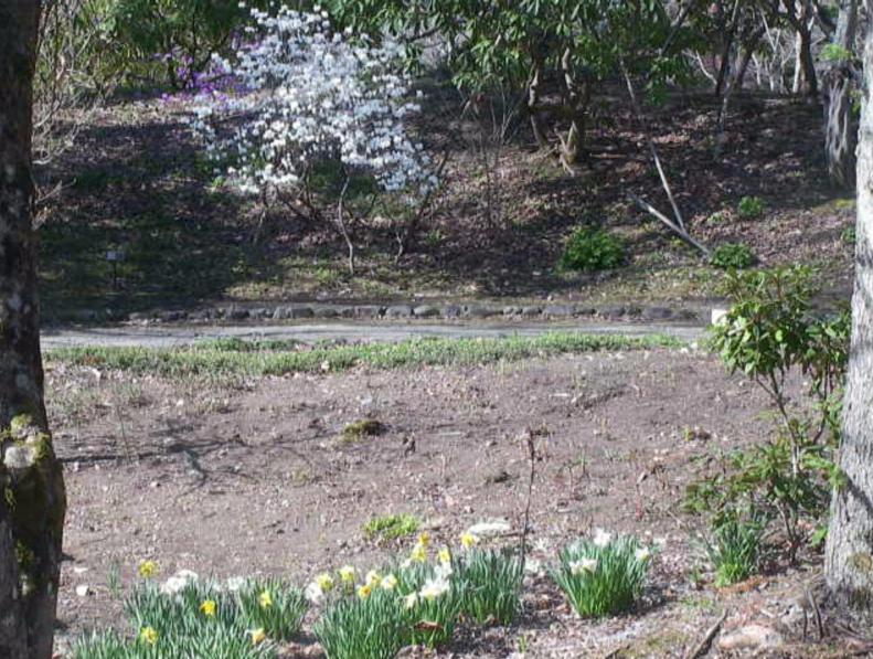 上三依水生植物園第1ライブカメラ(栃木県日光市上三依)