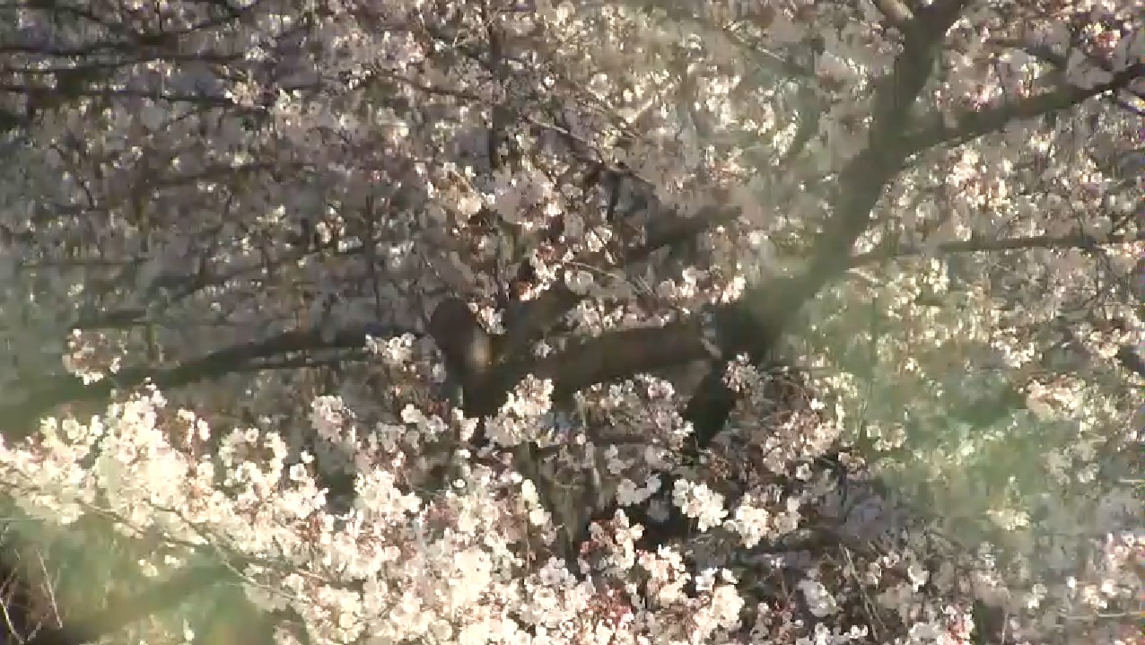 飛鳥山公園桜ライブカメラ(東京都北区王子)