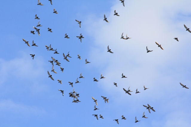 鳩舎ライブカメラ