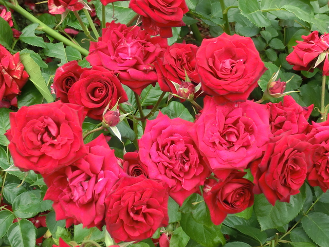 バラライブカメラ