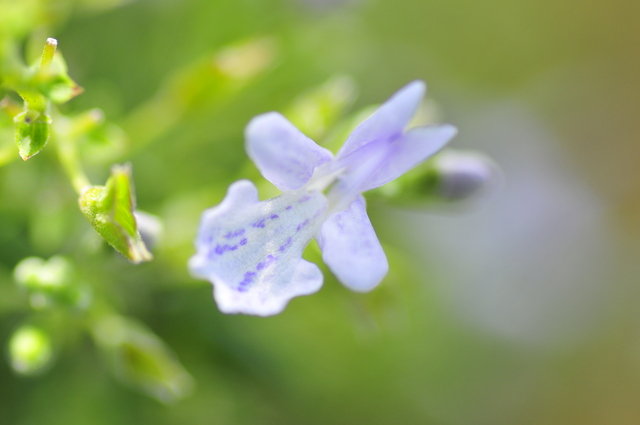 ローズマリーライブカメラ