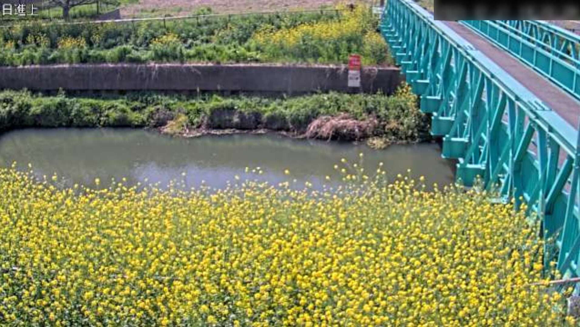 鴨川日進上観測所ライブカメラ(埼玉県さいたま市北区)