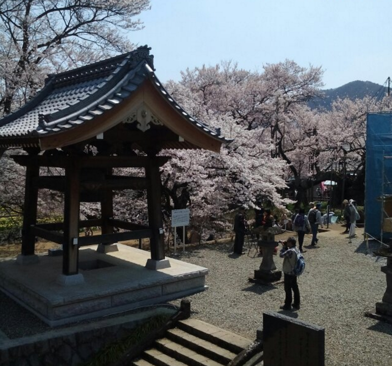 実相寺山高神代桜ライブカメラ(山梨県北杜市武川町)