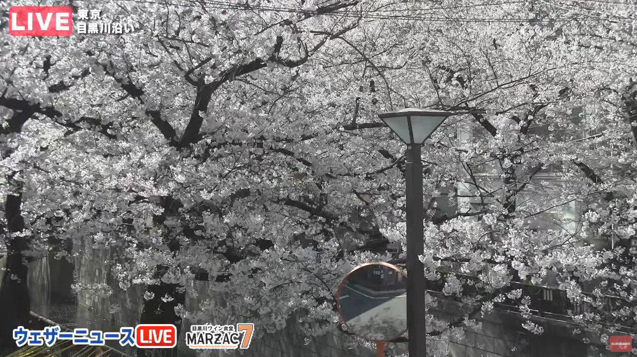 ウェザーニュース目黒川沿い桜ライブカメラ(東京都目黒区上目黒)