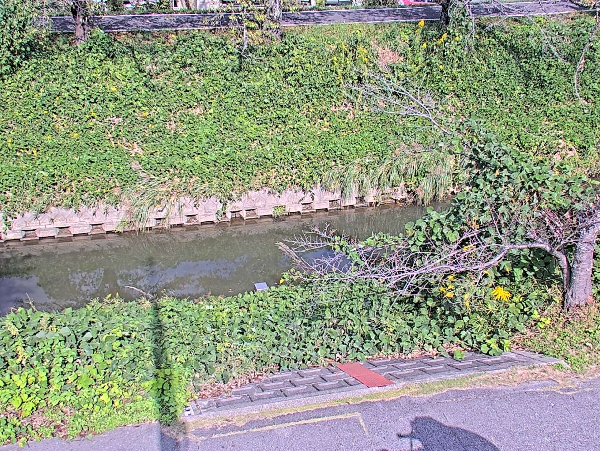 伊賀川伊賀川水位観測所ライブカメラ(愛知県岡崎市稲熊町)