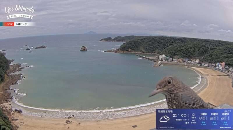 外浦海水浴場ライブカメラ(静岡県下田市柿崎) 2025年9月19日10時56分 イソヒヨドリ