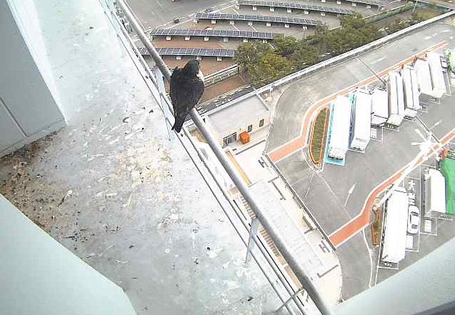 泉大津ハヤブササポート倶楽部子育て見守り第1ライブカメラ(大阪府泉大津市なぎさ町)