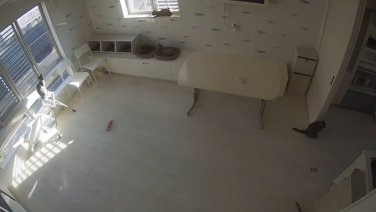 REXBOX猫舎ライブカメラ(神奈川県川崎市川崎区)