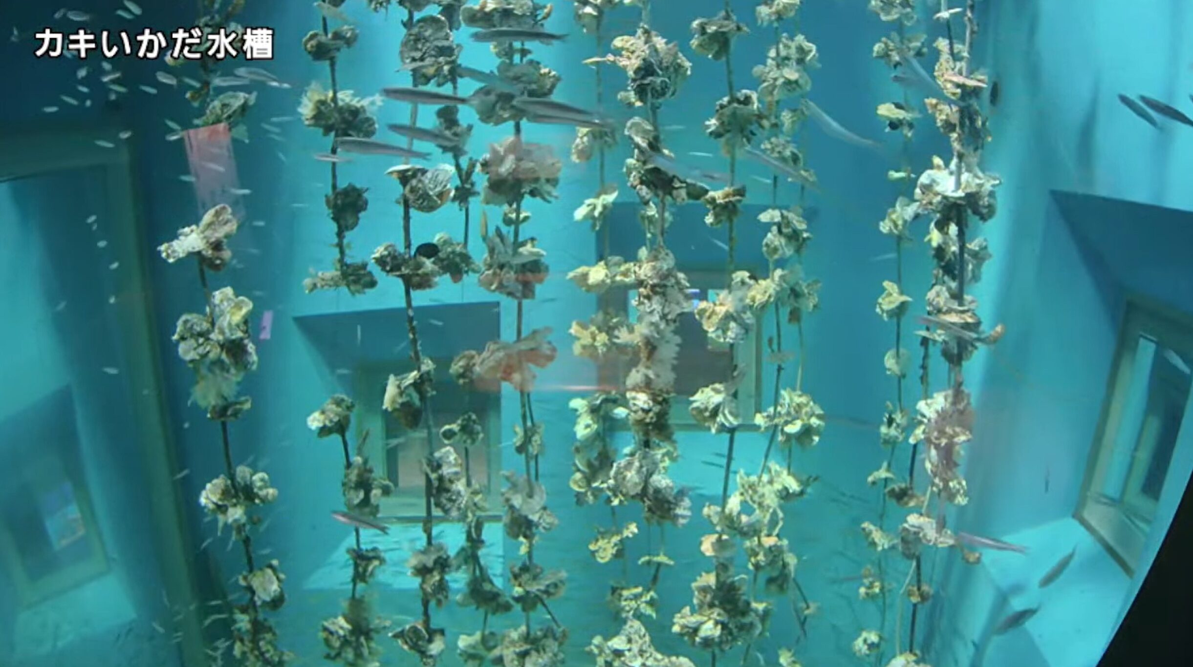 宮島水族館カキいかだ水槽ライブカメラ(広島県廿日市市宮島町)