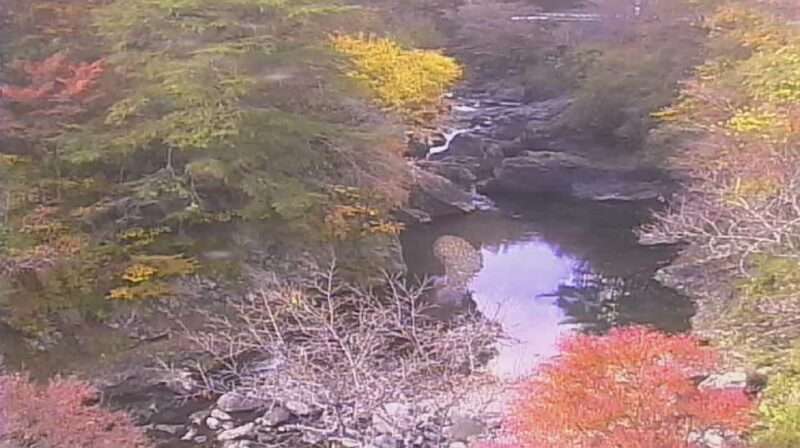 川原樋川民宿かわらび荘ライブカメラ(奈良県野迫川村北今西)