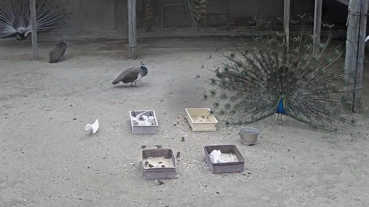 久留米市鳥類センタークジャクライブカメラ(福岡県久留米市東櫛原町)