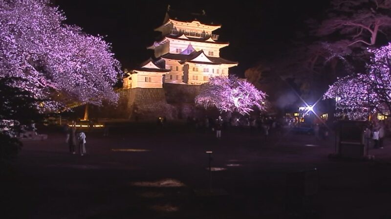 2025年小田原城夜桜ライトアップ「小田原城幻想夜桜」
