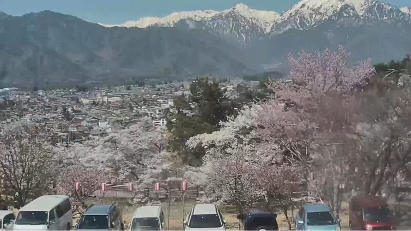 大町市桜まつりライブカメラ(長野県大町市大町)