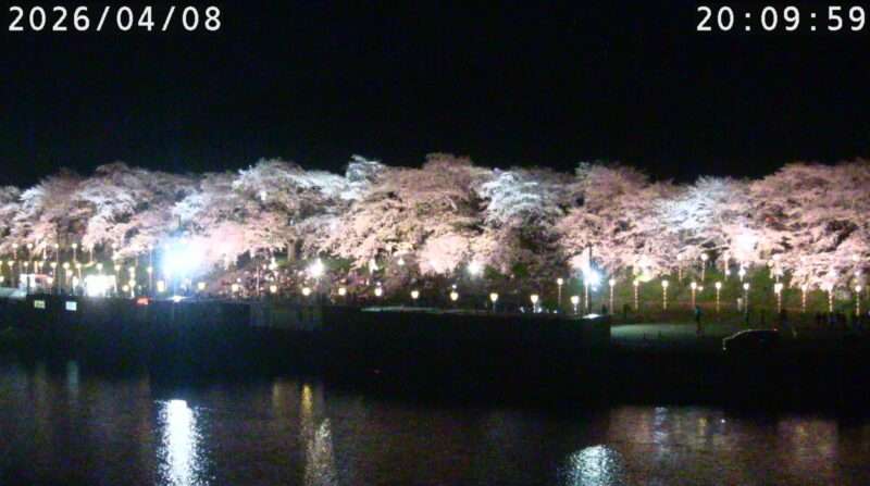 おおがわら桜まつり桜並木ライブカメラ(宮城県大河原町町) 2026年4月8日 白石川堤一目千本桜ライトアップ
